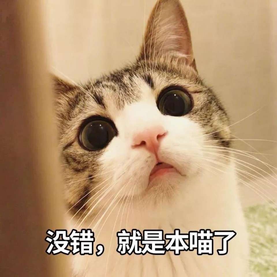 本喵驾到