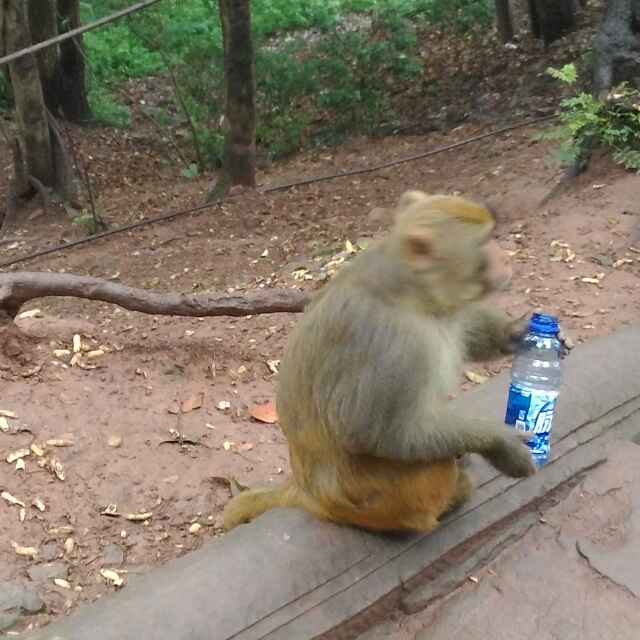 飛啊飛