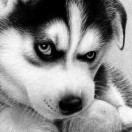Rison