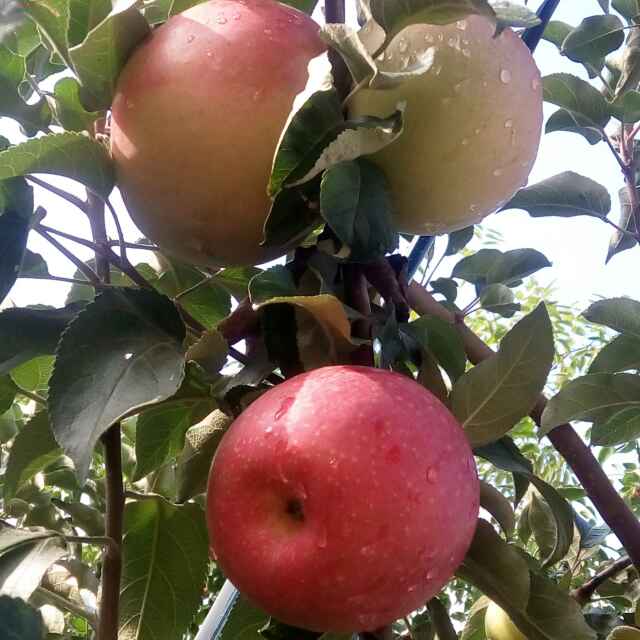 DevLink | iDev 苹果开发者大会 2016     